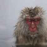 Una epidemióloga mexicana está en contra de politizar el origen del coronavirus del Covid-19