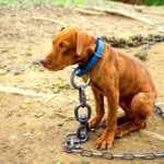 perro_encadenado