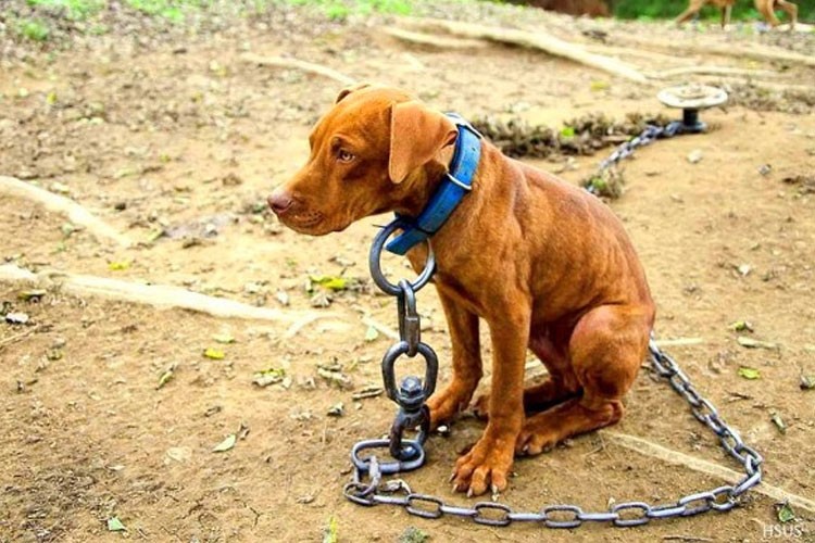 perro_encadenado