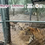 cae-en-nuevo-leon-jose-antonio-n-presunto-operador-del-cartel-del-noreste-decomisan-tigres-y-armas-3-2d7bde19-focus-0-0-750-421