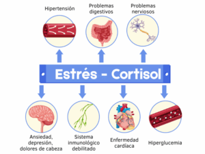 Esquema-como-el-estres-o-cortisol-afecta-a-nuestra-cuerpo-fisico-y-mental
